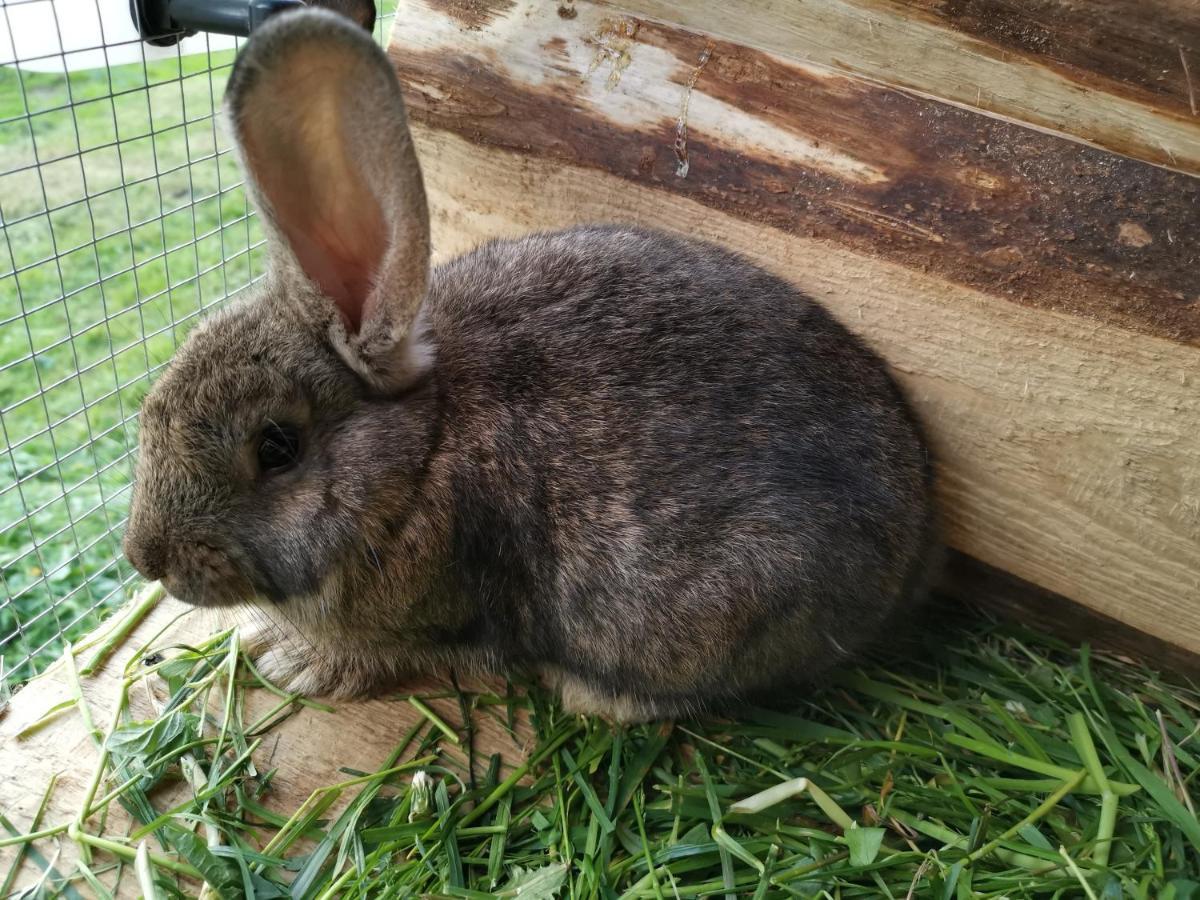 Pokoje Goscinne Pod Limbami Ciche Male Luaran gambar